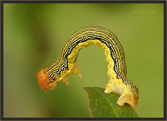 Linden Looper Caterpillar on Leaf
