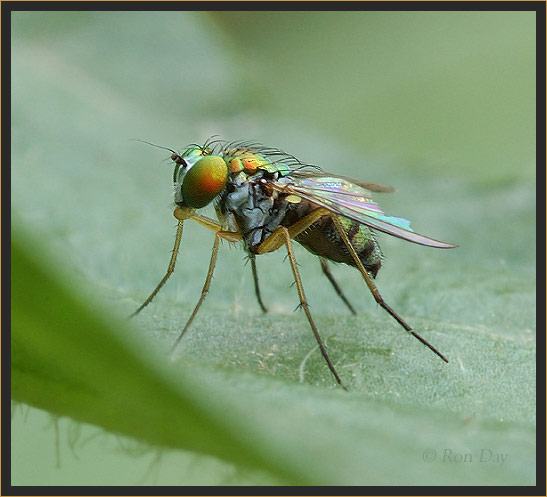 Long Legged Fly (Dolichopodidae)