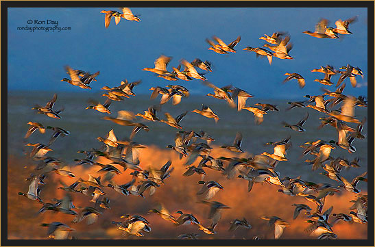Mallards in Flight at Sunset, Bosque del Apache, NWR