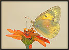 Orange Sulphur Butterfly