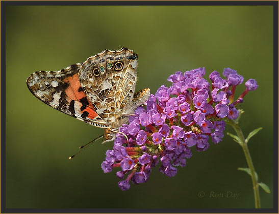 Painted Lady Butterfly on Butterfly Bush