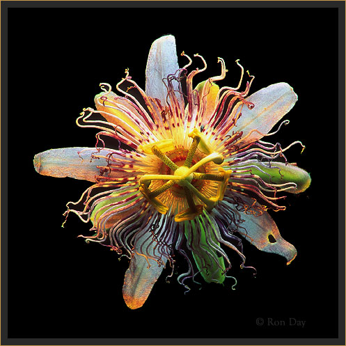 Wild Passion Flower (Passiflora incarnata)
