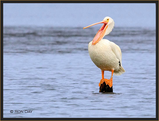 White Pelican On Stump With Bill Open