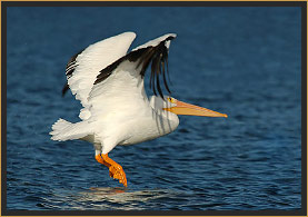 White Pelican in flight over Lake