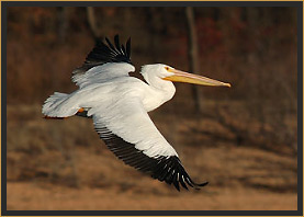 White Pelican in Flight at Lake Tenkiller