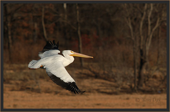 White Pelican Flying at Lake Tenkiller