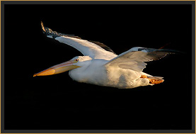 White Pelican in Flight, Lake Tenkiller