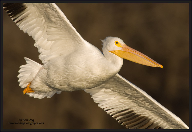Close-up of White Pelican in Flight