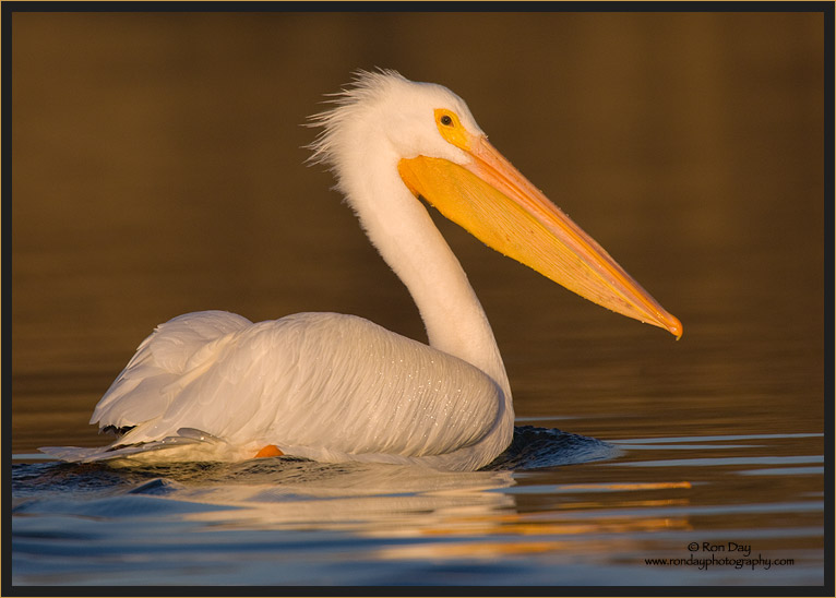White Pelican Paddling at Sunset