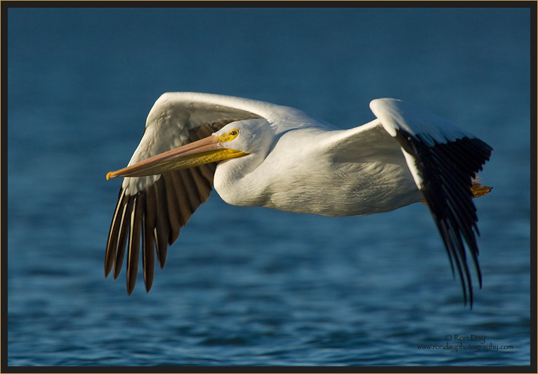 White Pelican Flying Low Over Water