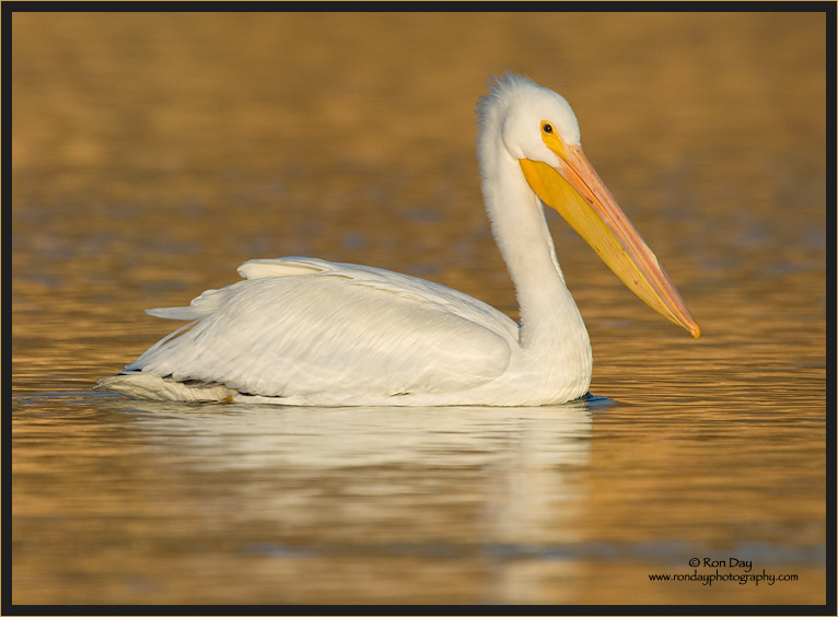 White Pelican in Golden Sunset