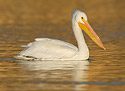 Pelican 2870