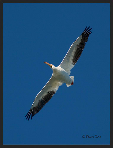White Pelican, (Pelecanus erythrorhynchos), Overhead