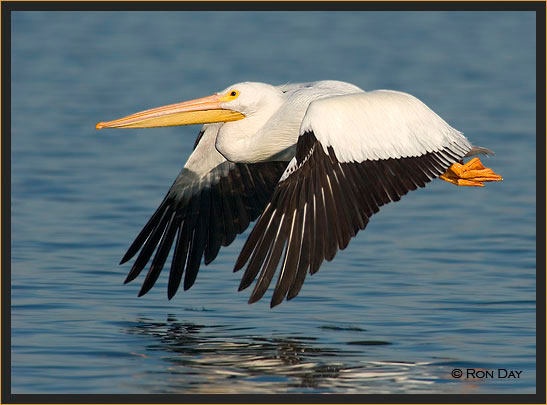 White Pelican, (Pelecanus erythrorhynchos), Flying
