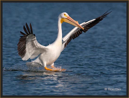 White Pelican, (Pelecanus erythrorhynchos), Landing