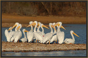 White Pelicans on Peninsula
