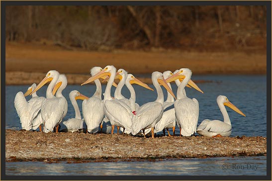American White Pelicans at Lake Tenkiller