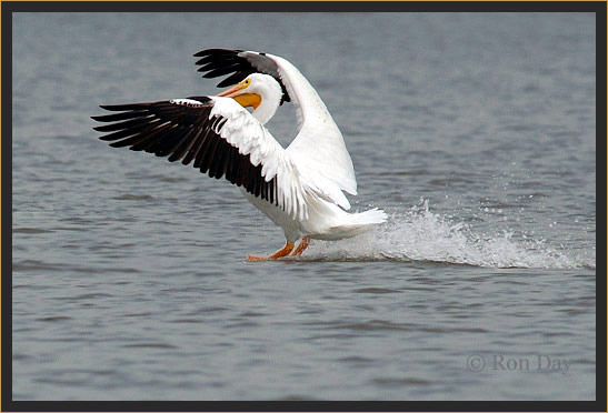 White Pelican Landing on Lake Tenkiller