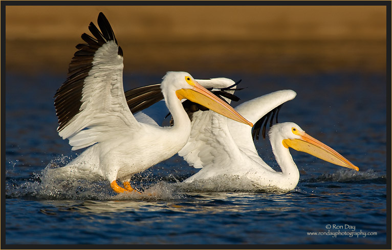 Pelican Pair Landing on Lake at Sunset