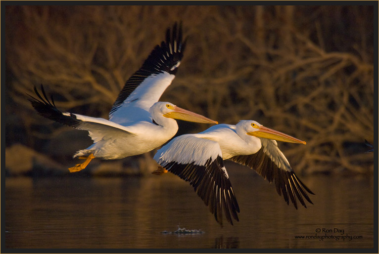 Pelicans Flying Over Water Into Sunset