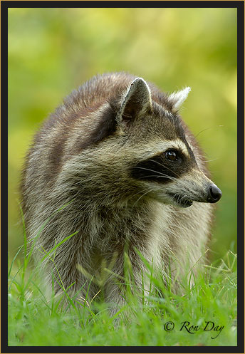 Common Raccoon (Procyon lotor)