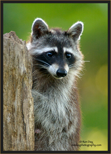 Raccoon Female Standing by Ron Day