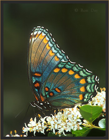 Butterfly (Limenitis a. astyanax), male