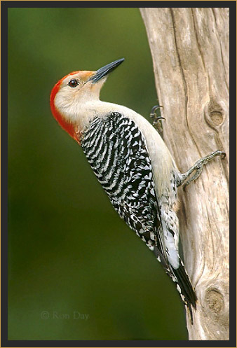 Red-bellied Woodpecker (Centurus carolinus), Male