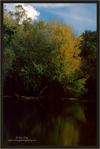Autumn Tree, Illinois River