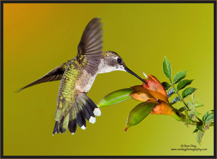 Ruby-throated Hummingbird Juvenile (Archilochus colubris)