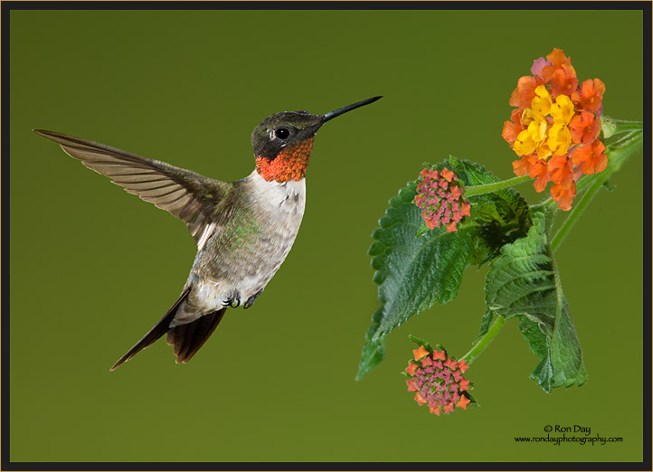 Ruby-throated Hummingbird at Lantana (Composite)
