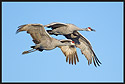 Pair of Sandhill Cranes Flying