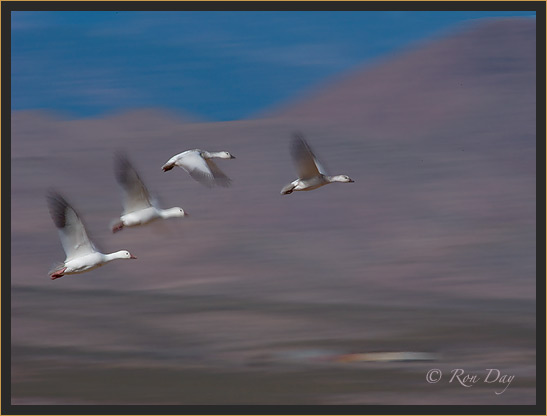 Snow Geese, Pan-Blur, Bosque del Apache