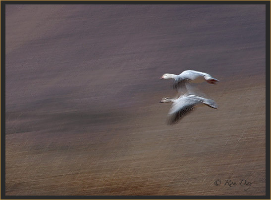 Snow Geese, Pan-Blur, Bosque del Apache