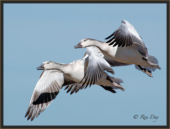 Snow Geese, Blue Phase, Bosque del Apache