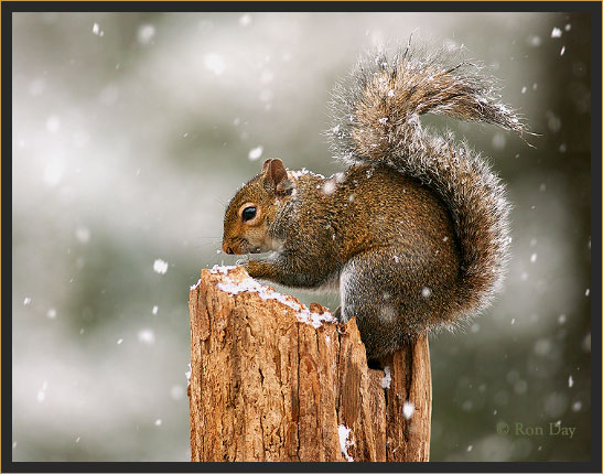 Eastern Gray Squirrel (Sciurus carolinensis), in Snow
