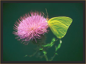 Sulphur Butterfly on Thistle 