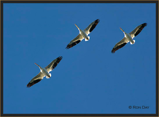 White Pelicans, (Pelecanus erythrorhynchos), Flying 