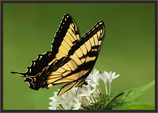 Tiger Swallowtail Butterfly (Papilio glaucus)