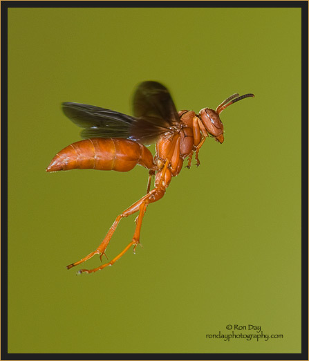 Red Paper Wasp in Flight