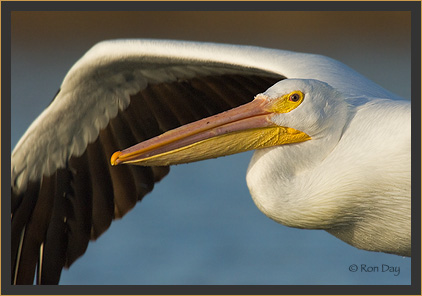 American White Pelican Portrait in Flight