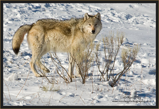 Gray Wolf (Canis lupus), Yellowstone in Winter
