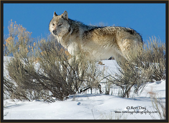 Gray Wolf (Canis lupus), Winter in Yellowstone 