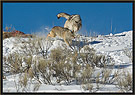 Wolf Chasing Coyote Thumbnail