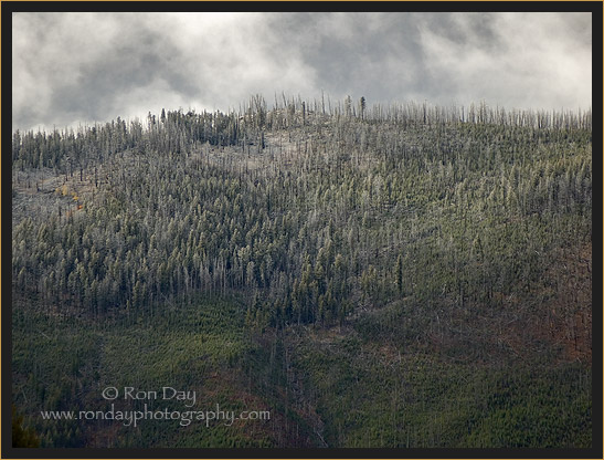 Frost Covered Trees on Yellowstone Slope