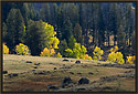 Autumn Color, Yellowstone
