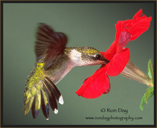 Ruby-throated Hummingbird at Petunia