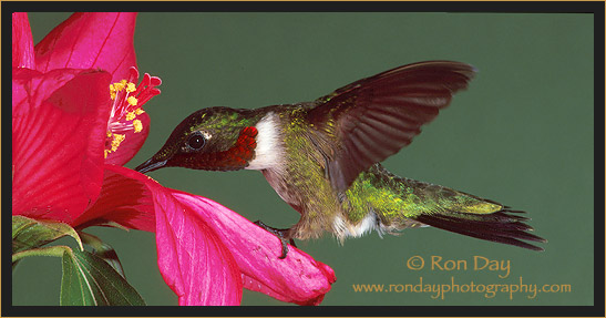 Ruby-throated Hummingbird Male at Hibiscus